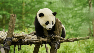 Panda a já